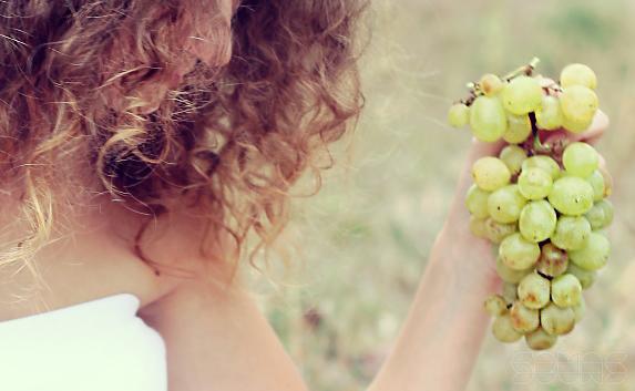 «Массандра» возрождает крымские «аборигенные» сорта винограда